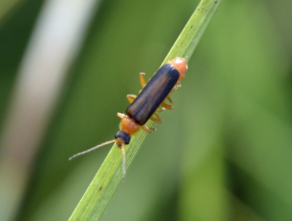 Cantharis cfr. flavilabris